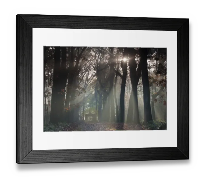 Framed Print : American oak (Quercus rubra) trees in avenue, sun shining through
