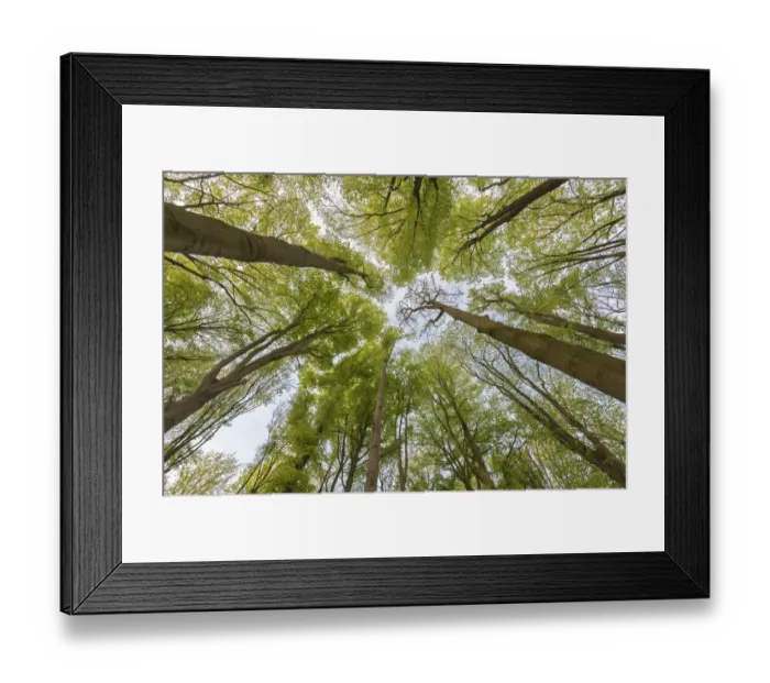Framed Print : Beech (Fagus sylvatica) forest, view into canopy from below Framed Print : Beech (Fagus sylvatica) forest, view into canopy from below