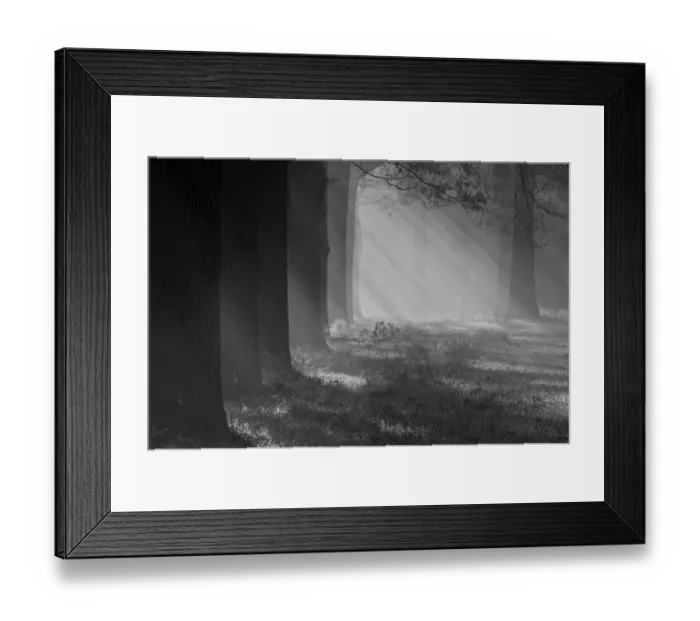 Framed Print : Sun rays filter through row of Oak (Quercus robur) trees. Peerdsbos, Brasschaat, Belgium Framed Print : Sun rays filter through row of Oak (Quercus robur) trees. Peerdsbos, Brasschaat, Belgium