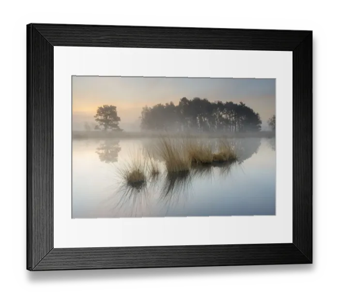 Framed Print : Tussocks and trees reflected in water on misty morning. Klein Schietveld, Brasschaat, Belgium Framed Print : Tussocks and trees reflected in water on misty morning. Klein Schietveld, Brasschaat, Belgium