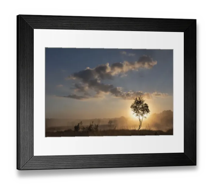 Framed Print : Sun shining through tree at dawn. Klein Schietveld, Brasschaat, Belgium. July 2019 Framed Print : Sun shining through tree at dawn. Klein Schietveld, Brasschaat, Belgium. July 2019