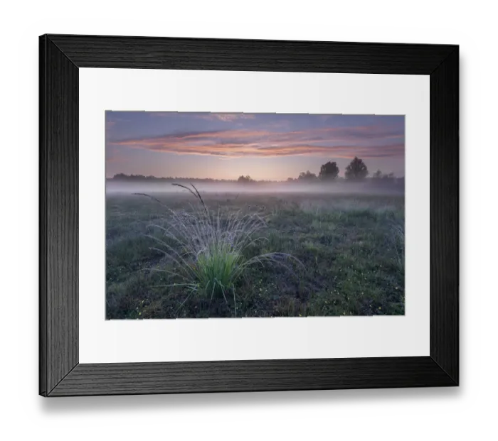 Framed Print : Purple Moor-grass (Molinia caerulea) tussock in grassland, on misty morning Framed Print : Purple Moor-grass (Molinia caerulea) tussock in grassland, on misty morning