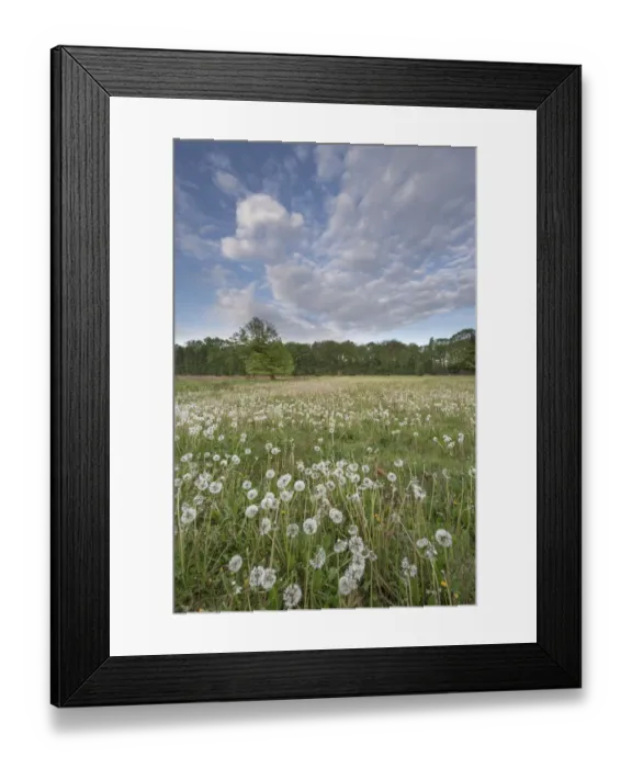 Framed Print : Dandelion (Taraxacum vulgaria) seedheads / clocks in meadow. Peerdsbos, Brasschaat, Belgium Framed Print : Dandelion (Taraxacum vulgaria) seedheads / clocks in meadow. Peerdsbos, Brasschaat, Belgium
