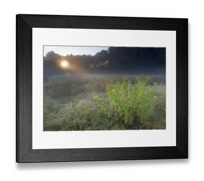 Framed Print : Tansy (Tanacetum vulgare) flowering in grassland on misty morning Framed Print : Tansy (Tanacetum vulgare) flowering in grassland on misty morning