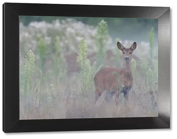 Roe deer (Capreolus capreolus) doe standing in grassland. Peerdsbos, Brasschaat, Belgium