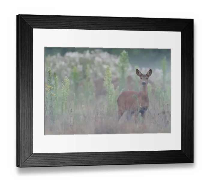 Framed Print : Roe deer (Capreolus capreolus) doe standing in grassland. Peerdsbos, Brasschaat, Belgium Framed Print : Roe deer (Capreolus capreolus) doe standing in grassland. Peerdsbos, Brasschaat, Belgium