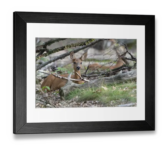 Framed Print : Roe deer (Capreolus capreolus) doe sitting amongst logs. Peerdsbos, Brasschaat, Belgium Framed Print : Roe deer (Capreolus capreolus) doe sitting amongst logs. Peerdsbos, Brasschaat, Belgium