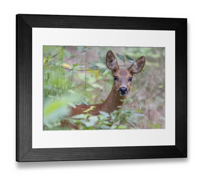 Framed Print : Roe deer (Capreolus capreolus) doe amongst vegetation. Peerdsbos, Brasschaat, Belgium Framed Print : Roe deer (Capreolus capreolus) doe amongst vegetation. Peerdsbos, Brasschaat, Belgium