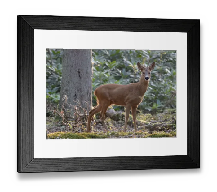 Framed Print : Roe deer (Capreolus capreolus) buck in woodland. Peerdsbos, Brasschaat, Belgium. August Framed Print : Roe deer (Capreolus capreolus) buck in woodland. Peerdsbos, Brasschaat, Belgium. August