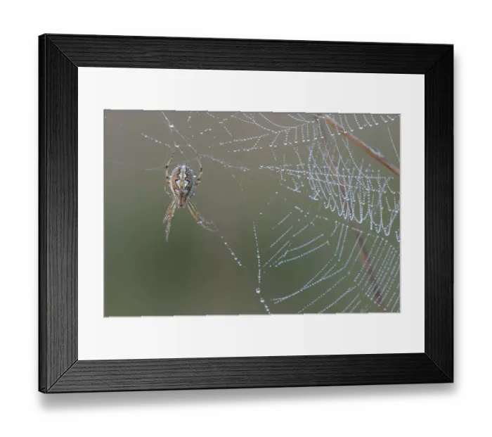 Framed Print : Bordered orb-weaver spider (Neoscona adianta) on dew covered web, Peerdsbos, Brasschaat, Belgium Framed Print : Bordered orb-weaver spider (Neoscona adianta) on dew covered web, Peerdsbos, Brasschaat, Belgium