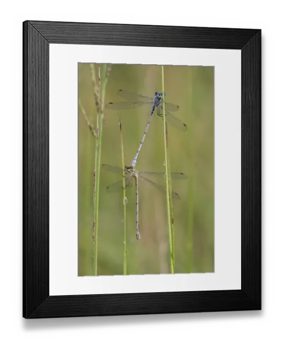 Framed Print : Small emerald spreadwing (Lestes virens) pair mating. Klein Schietveld, Brasschaat, Belgium Framed Print : Small emerald spreadwing (Lestes virens) pair mating. Klein Schietveld, Brasschaat, Belgium