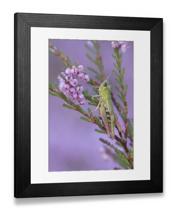 Framed Print : Meadow grasshopper (Pseudochorthippus parallelus) on Common heather (Calluna vulgaris) Framed Print : Meadow grasshopper (Pseudochorthippus parallelus) on Common heather (Calluna vulgaris)