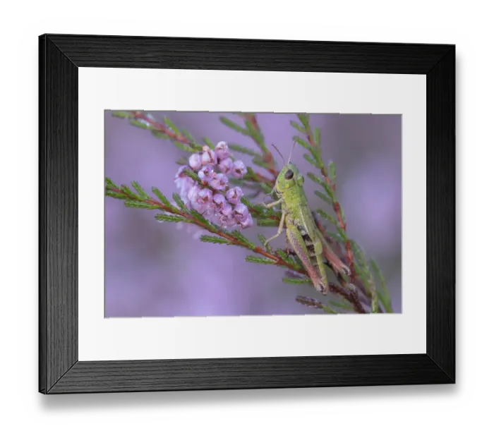 Framed Print : Meadow grasshopper (Pseudochorthippus parallelus) on Common heather (Calluna vulgaris)
