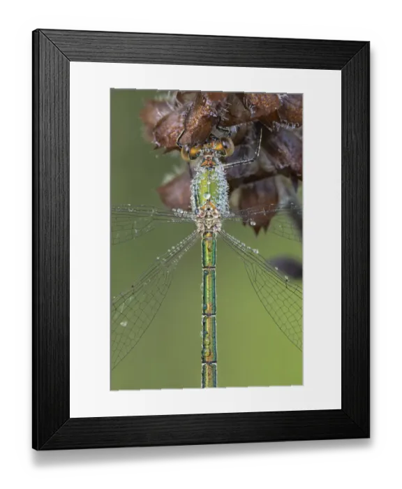 Framed Print : Small emerald damselfly (Lestes virens) female resting, dew droplets on body, close up Framed Print : Small emerald damselfly (Lestes virens) female resting, dew droplets on body, close up