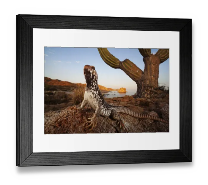 Framed Print : Catalina Desert Iguana (Dipsosaurus catalinensis), Catalina (Santa Catalina) Island Framed Print : Catalina Desert Iguana (Dipsosaurus catalinensis), Catalina (Santa Catalina) Island