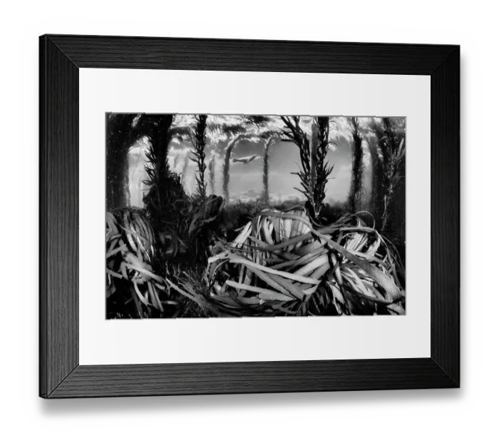 Framed Print : Californian sea lion (Zalophus californianus) swimming in Southern sea palm (Eisenia arborea) and Giant Kelp (Macrocystis pyrifera) forest, San Benitos Islands, Baja California Pacific Islands Biosphere Reserve, Baja California, Mexico, May Framed Print : Californian sea lion (Zalophus californianus) swimming in Southern sea palm (Eisenia arborea) and Giant Kelp (Macrocystis pyrifera) forest, San Benitos Islands, Baja California Pacific Islands Biosphere Reserve, Baja California, Mexico, May