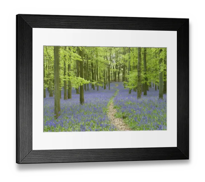 Framed Print : Path leading through through woodland with Bluebells (Hyacinthoides non-scripta) Framed Print : Path leading through through woodland with Bluebells (Hyacinthoides non-scripta)