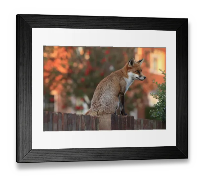 Framed Print : Red fox cub (Vulpes vulpes) on fence, Hampshire, England, UK, October Framed Print : Red fox cub (Vulpes vulpes) on fence, Hampshire, England, UK, October