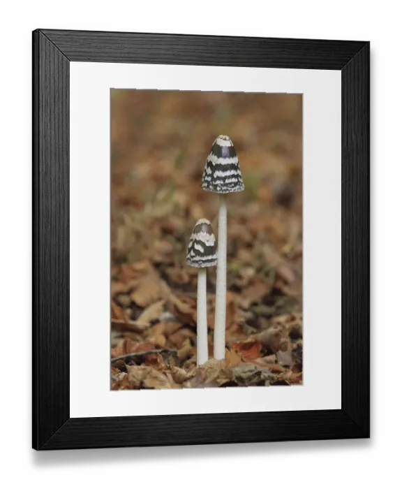 Framed Print : Magpie inkcap (Coprinus picaceus) fungus, Wimborne, Dorset, England, UK, October Framed Print : Magpie inkcap (Coprinus picaceus) fungus, Wimborne, Dorset, England, UK, October