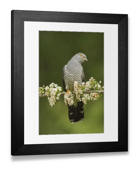 Framed Print : Common Cuckoo (Cuculus canorus) calling perched on branch of Hawthrorn(Cratageus monogyna) Surrey Framed Print : Common Cuckoo (Cuculus canorus) calling perched on branch of Hawthrorn(Cratageus monogyna) Surrey
