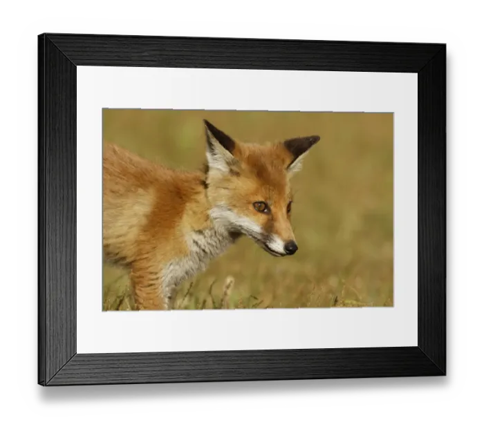 Framed Print : Red Fox cub (Vulpes vulpes) Surrey, England, UK. June Framed Print : Red Fox cub (Vulpes vulpes) Surrey, England, UK. June