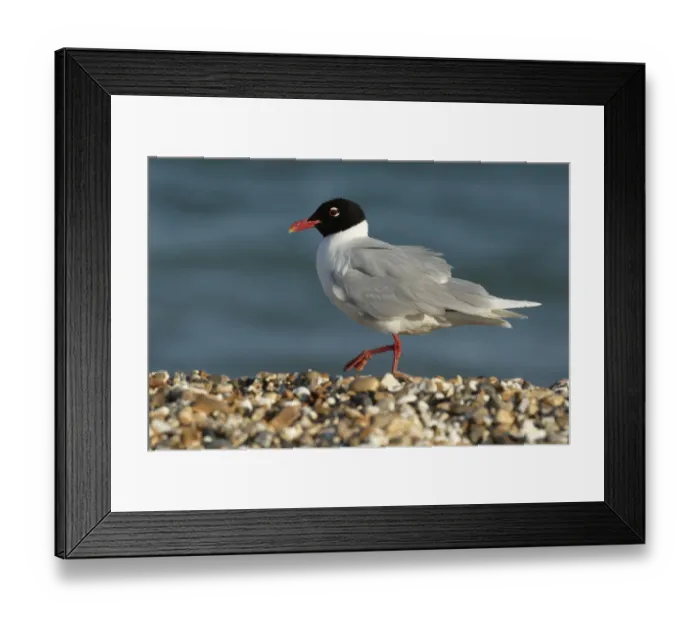 Framed Print : Mediterranean gull (Larus melanocephalus) in summer plumage, Hayling Island, Hampshire Framed Print : Mediterranean gull (Larus melanocephalus) in summer plumage, Hayling Island, Hampshire