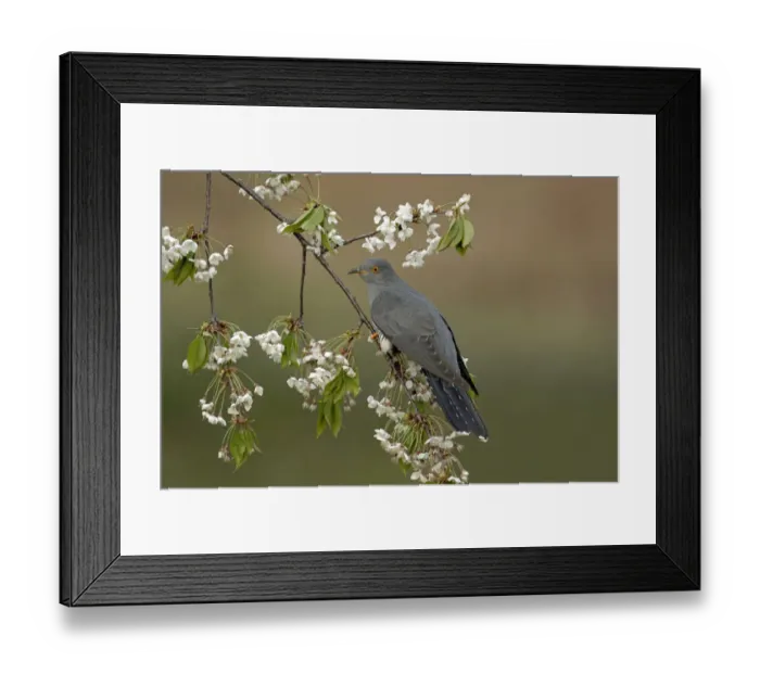 Framed Print : Common Cuckoo (Cuculus canorus) perched on Cherry tree blossom Surrey, England, UK Framed Print : Common Cuckoo (Cuculus canorus) perched on Cherry tree blossom Surrey, England, UK