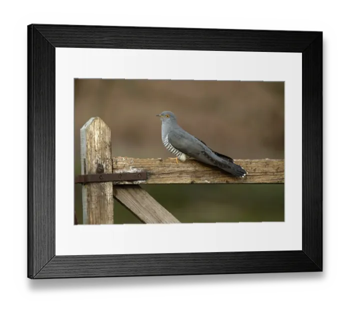 Framed Print : Common Cuckoo (Cuculus canorus) perched on gate Surrey, England, UK. April Framed Print : Common Cuckoo (Cuculus canorus) perched on gate Surrey, England, UK. April