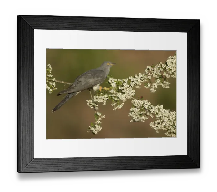 Framed Print : Cuckoo (Cuculus canorus) perched on Hawthorn blossom, Surrey, England, May Framed Print : Cuckoo (Cuculus canorus) perched on Hawthorn blossom, Surrey, England, May