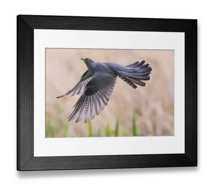 Framed Print : Cuckoo (Cuculus canorus) in flight, Germany, April. May Framed Print : Cuckoo (Cuculus canorus) in flight, Germany, April. May