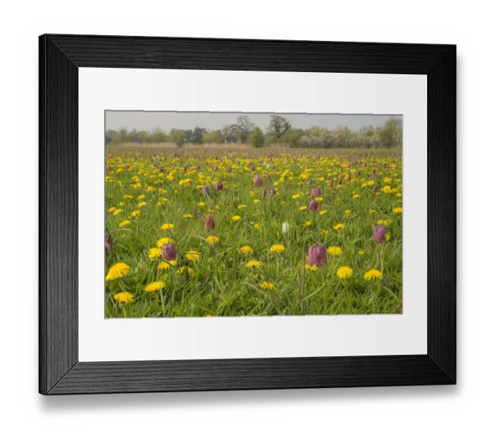 Framed Print : Snakes head fritillary (Fritillaria meleagris) flowering with Dandelions in meadow Cricklade Framed Print : Snakes head fritillary (Fritillaria meleagris) flowering with Dandelions in meadow Cricklade