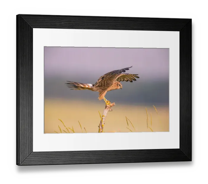 Framed Print : Montagus harrier (Circus pygargus) female balancing on post, Germany. June Framed Print : Montagus harrier (Circus pygargus) female balancing on post, Germany. June