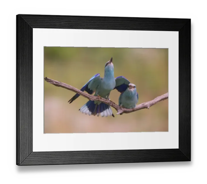 Framed Print : Eurasian rollers (Coracias garrulus) courting on branch, Hungary. June Framed Print : Eurasian rollers (Coracias garrulus) courting on branch, Hungary. June