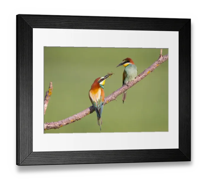 Framed Print : Bee-eater (Merops apiaster) male offering wasp as nuptial gift, Hungary. June Framed Print : Bee-eater (Merops apiaster) male offering wasp as nuptial gift, Hungary. June