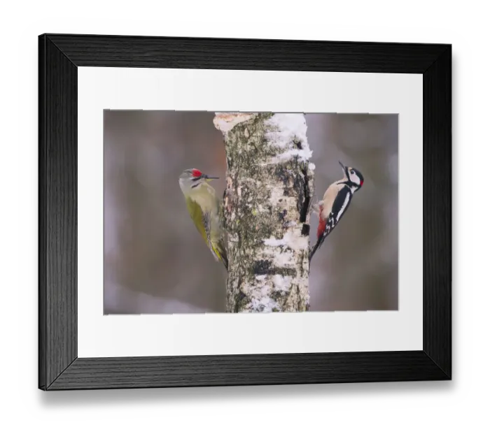 Framed Print : Great spotted woodpecker (Dendrocopos major) and Grey headed woodpecker (Picus canus) Framed Print : Great spotted woodpecker (Dendrocopos major) and Grey headed woodpecker (Picus canus)
