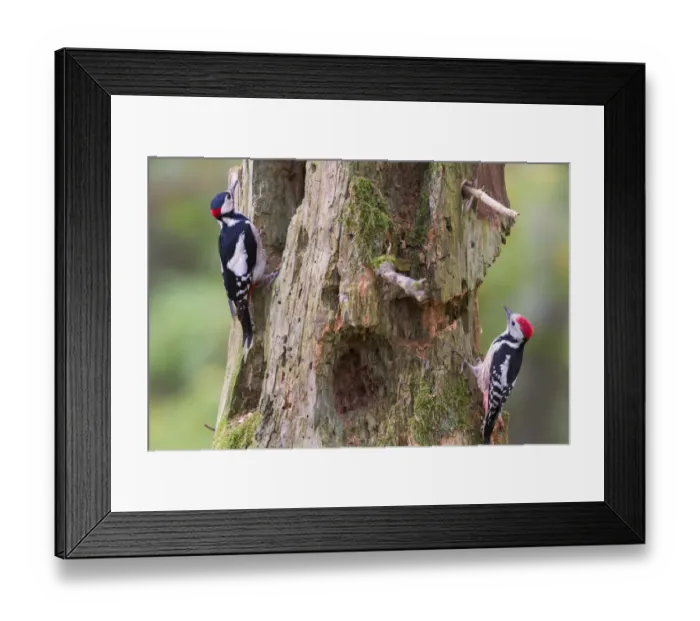 Framed Print : Great spotted woodpecker (Dendrocopos major) left, and Middle spotted woodpecker Framed Print : Great spotted woodpecker (Dendrocopos major) left, and Middle spotted woodpecker