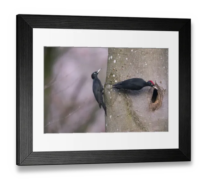 Framed Print : Black Woodpecker (Dryocopus martius) male and female, at the nesthole, Germany. December Framed Print : Black Woodpecker (Dryocopus martius) male and female, at the nesthole, Germany. December