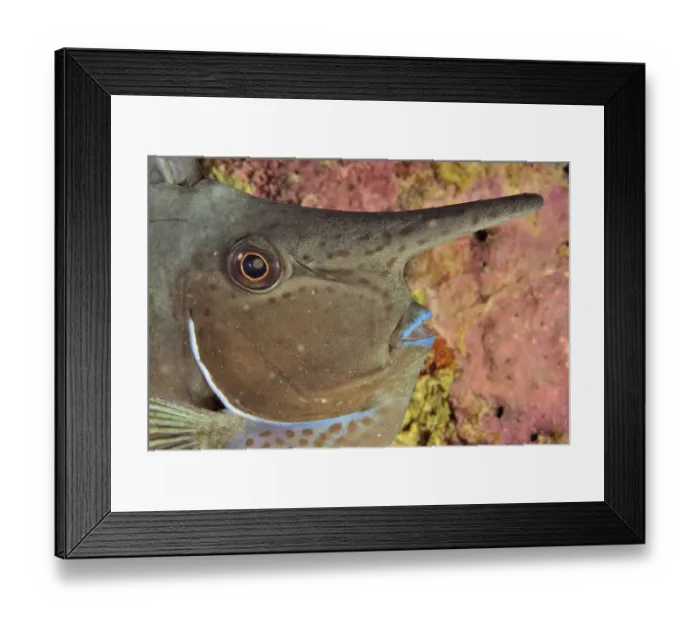 Framed Print : Ocean Pacifique - Nouvelle caledonie - Gros plan de la tete d un nason licorne Framed Print : Ocean Pacifique - Nouvelle caledonie - Gros plan de la tete d un nason licorne