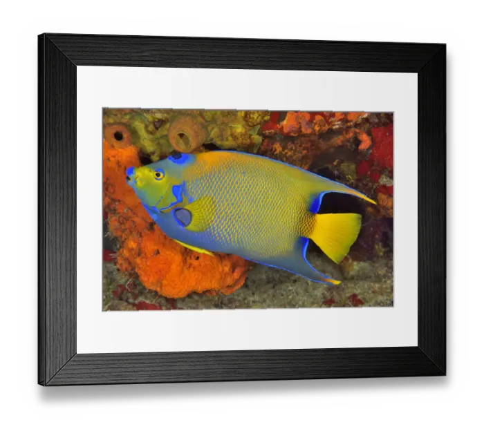 Framed Print : Queen angelfish or blue or golden angelfish (Holacanthus ciliaris) Cozumel Island Framed Print : Queen angelfish or blue or golden angelfish (Holacanthus ciliaris) Cozumel Island