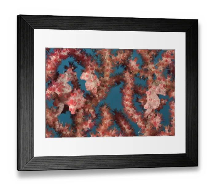 Framed Print : Four Pygmy seahorses (Hippocampus bargibanti) on a Seafan  /  Gorgonian (Muricella sp
