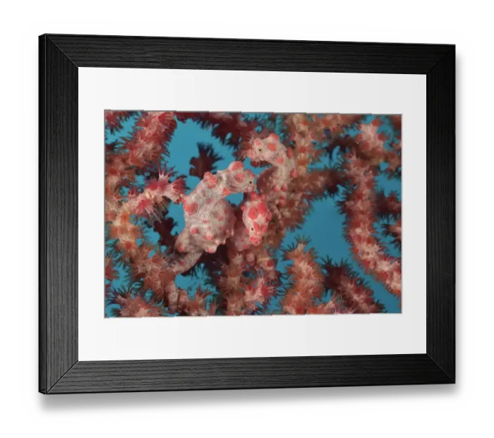 Framed Print : Three Pygmy seahorses (Hippocampus bargibanti) on a Seafan / Gorgonian (Muricella Framed Print : Three Pygmy seahorses (Hippocampus bargibanti) on a Seafan / Gorgonian (Muricella