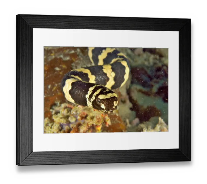 Framed Print : Close-up of a Egg-eating / Turtleheaded sea snake (Emydocephalus annulatus) with Framed Print : Close-up of a Egg-eating / Turtleheaded sea snake (Emydocephalus annulatus) with