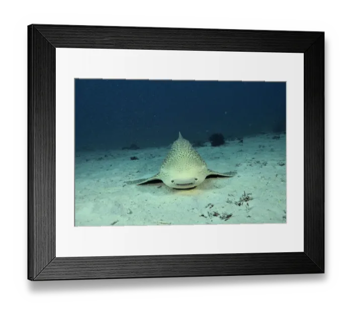 Framed Print : Zebra / Leopard shark (Stegostoma varium) swimming away from the bottom, New Caledonia Framed Print : Zebra / Leopard shark (Stegostoma varium) swimming away from the bottom, New Caledonia