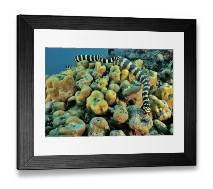 Framed Print : Pair of courting Egg-eating sea snakes / Turtleheaded sea snakes (Emydocephalus annulatus) Framed Print : Pair of courting Egg-eating sea snakes / Turtleheaded sea snakes (Emydocephalus annulatus)