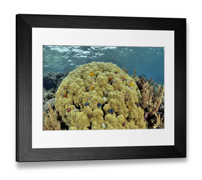 Framed Print : Hard coral (Porites lutea) with Christmas-tree worms (Spirobranchus giganteus), New Caledonia Framed Print : Hard coral (Porites lutea) with Christmas-tree worms (Spirobranchus giganteus), New Caledonia