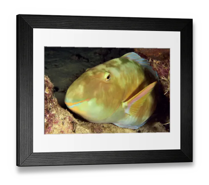 Framed Print : Parrotfish (Scarus / Chlorurus sp. ) sleeping at night, New Caledonia, Pacific Ocean Framed Print : Parrotfish (Scarus / Chlorurus sp. ) sleeping at night, New Caledonia, Pacific Ocean