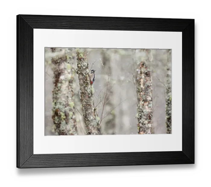 Framed Print : Great spotted woodpecker (Dendrocopos major) in snowfall, Aviemore, Highlands, Scotland Framed Print : Great spotted woodpecker (Dendrocopos major) in snowfall, Aviemore, Highlands, Scotland