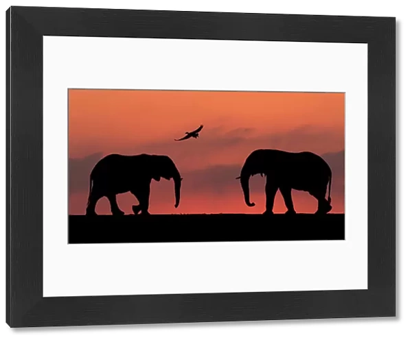 African elephant (Loxodonta africana) two silhouetted at sunset with goose flying overhead, Mkuze, South Africa. Highly commended in the African Wildlife category of the Nature's Best Photography Competition 2019