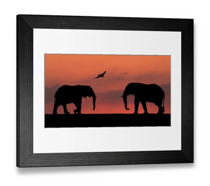 Framed Print : African elephant (Loxodonta africana) two silhouetted at sunset with goose flying overhead, Mkuze, South Africa. Highly commended in the African Wildlife category of the Nature's Best Photography Competition 2019 Framed Print : African elephant (Loxodonta africana) two silhouetted at sunset with goose flying overhead, Mkuze, South Africa. Highly commended in the African Wildlife category of the Nature's Best Photography Competition 2019