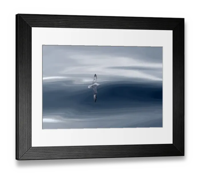 Framed Print : Northern fulmar (Fulmarus glacialis) in flight with waves, Arctic Sea. Commended in Framed Print : Northern fulmar (Fulmarus glacialis) in flight with waves, Arctic Sea. Commended in